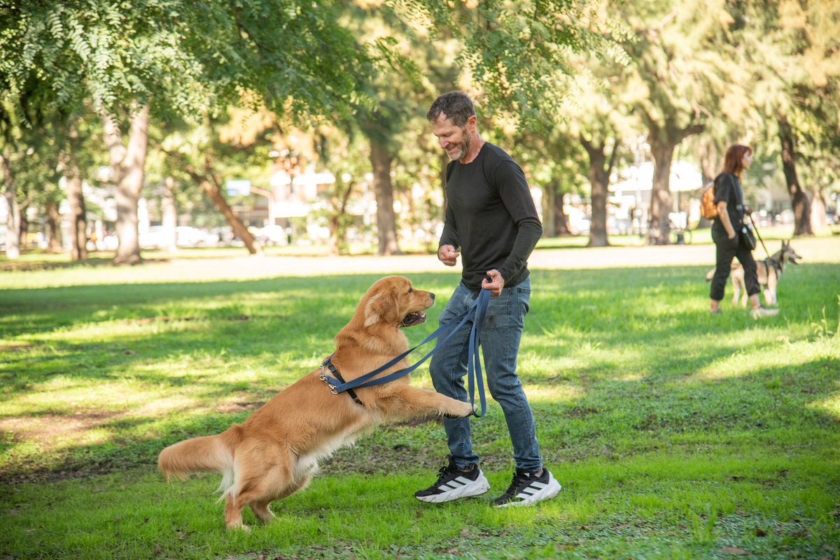 Clases de perros